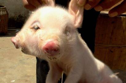 Шок! Двуглаво прасе се роди в Китай