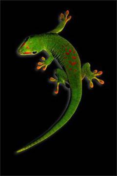 Изстреляха в Космоса мишки, гущери, охлюви