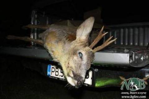 Чорапен бос стрелял по бременни сърни