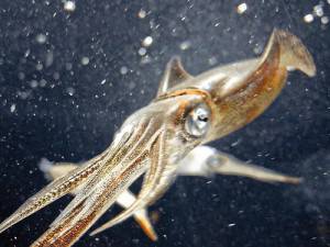 Нов материал за импланти имитира пипалата на калмар