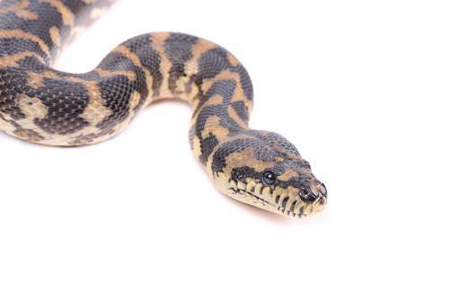 Две деца са приети в болница след ухапване от змия