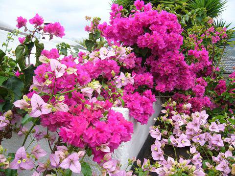 Бугенвилея