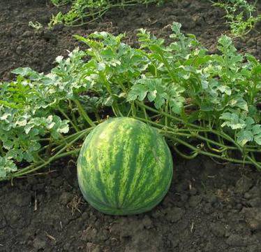 Биоземеделие, био продукти, био храни, екология, здраве