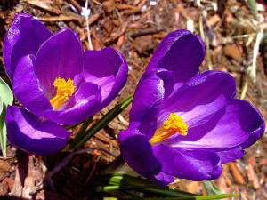 Информация за пролетен минзухар (Crocus)