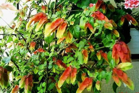 Белопероне