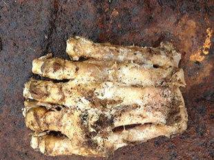 УАУ! Вижте какво намериха деца в гората