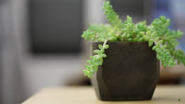 Нови саксии и кашпи от стари кафе-утайки