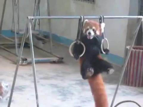 Червена панда прави гимнастика
