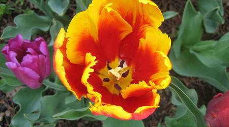 Фотогалерия: Лалета