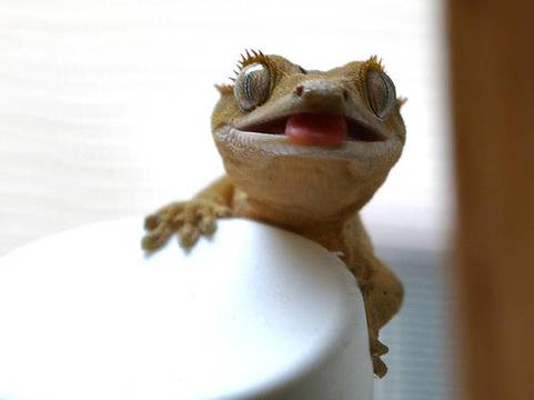 ВИДЕО: Гущер оцапа скута на руса мадама