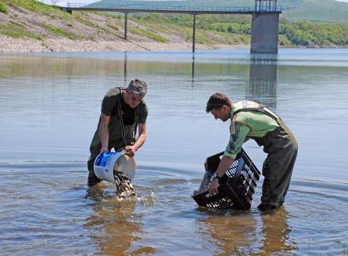 Зарибиха язовир „Тракиец” с шарани и сомчета
