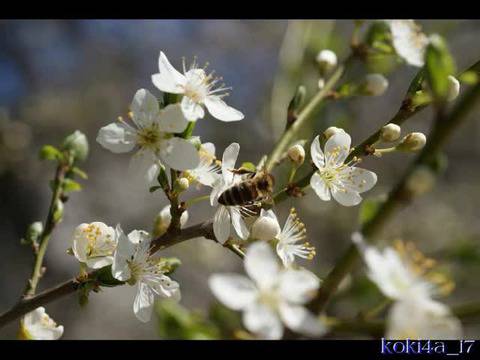 Честита Цветница!
