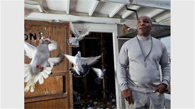 Гадже на Майк Тайсън сварила и изяла любимия му гълъб за отмъщение