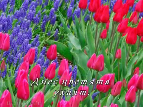 Цветница, Честит Празник!