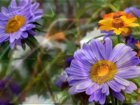 Цветница – Честит имен ден!