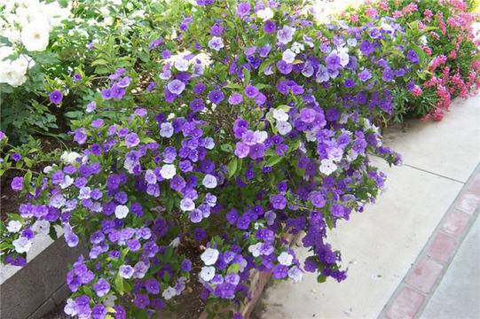 Брунфелзия