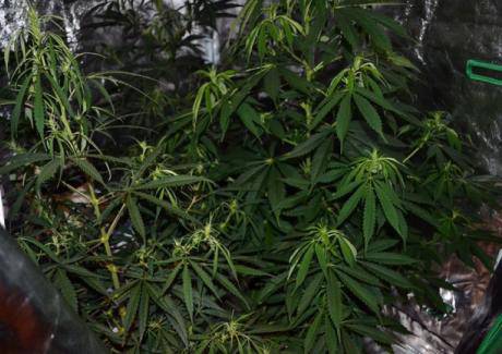 Канабисът лекува рак