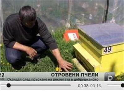 Пчелари от Добруджа: Неправилно пръскане уби пчелите ни