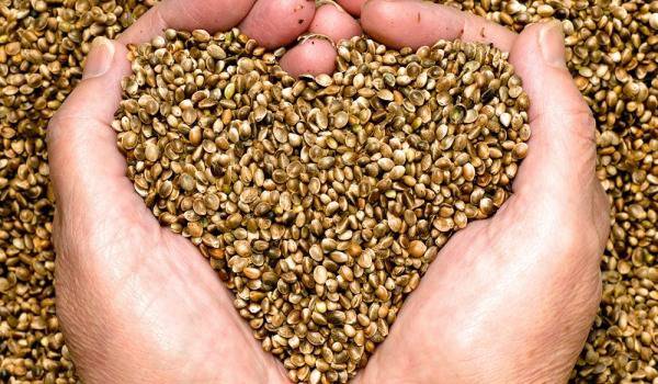 Приложение на конопено семе