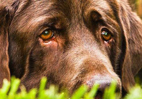 Куче плака на гроба на стопанката си