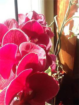 Нона Йотова отглежда растение от времето на динозаврите