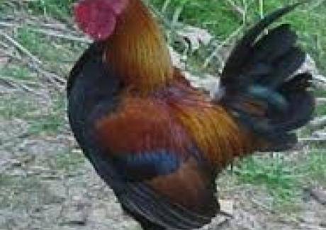 „Парад на петлите”: Петлите Цецо, Бойко, Яне и Серго дефилираха в Симитли