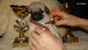 Продавам малки кучета порода Мопс с родословие