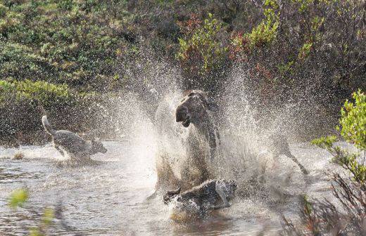 Вълк срещу лос: Майка със зъби и нокти брани детето си от страшния хищник (ВИДЕО)