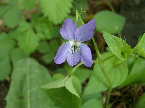 Горска теменужка