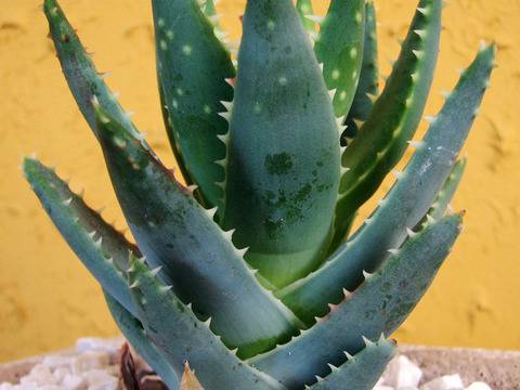 Какво лекува алое вера?