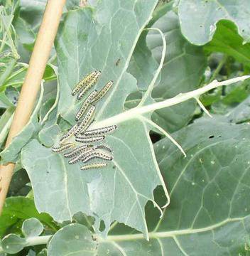 4 идеи за използване на готварска сода в градината