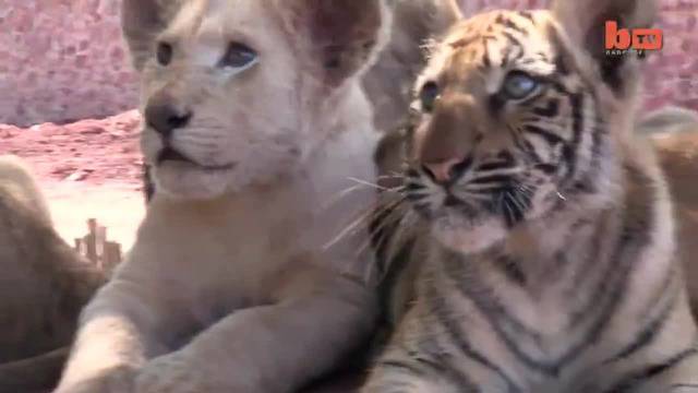 Бебета Лъвчета, Тигър и Хиена са приятели