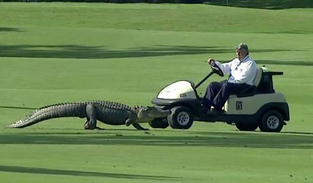 Трикрак алигатор посети турнир по голф