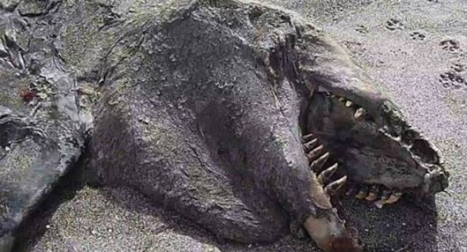 Изгнило чудовище изплува край Нова Зеландия (видео)