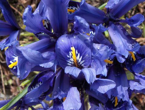 Ирис или перуника