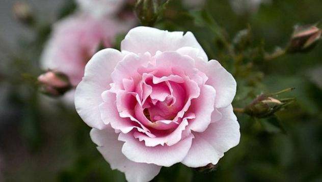 „Българска роза“ реализира 45 хил. лв. печалба