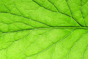 Разработиха метод за генериране на ток директно от растения