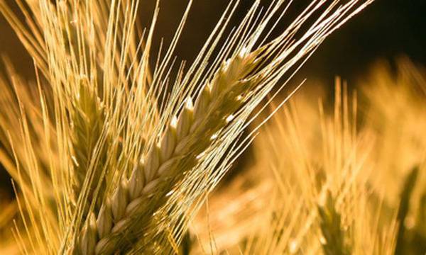 Десетдневна Житна Диета на Петър Дънов