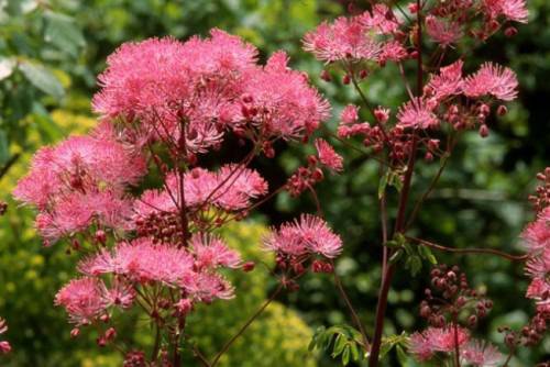 Тайната на билката Демир Бозан