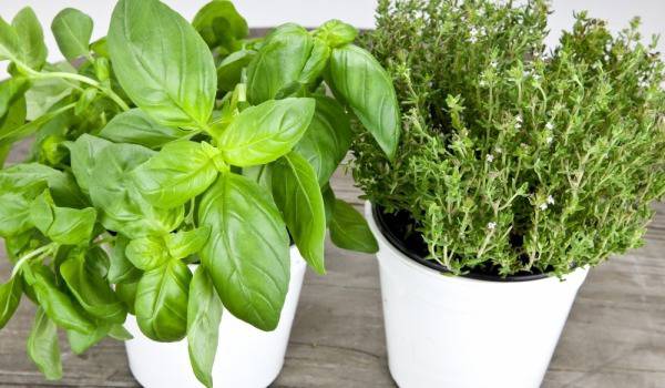 Да си отгледаме домашни подправки в саксии