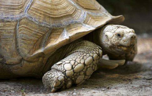 Най-старата костенурка на Острова беше изядена