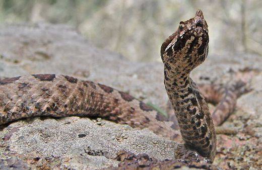 Пепелянка клъцна жена и я прати в „Пирогов“