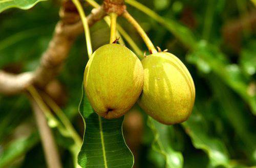 Масло от Ший (Карите) – полезен за кожата и кожните проблеми