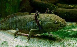 Еволюцията от риби към сухоземни животни е станала по-бързо