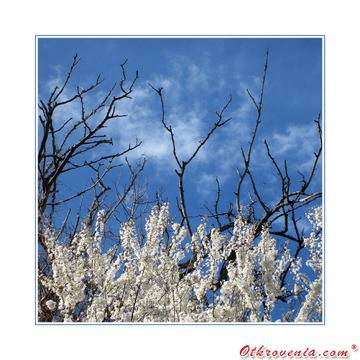 ico10 – Контрасти (Под едно небе) – фото: Природа