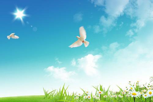 Гълъб продаден за 310 000 евро