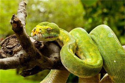 Откриха змия в БЧК