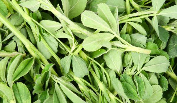 Здравословни ползи от люцерна