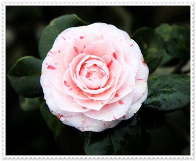 Белла Донна