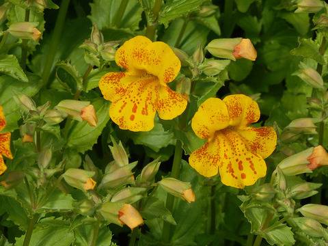 Клоунско цвете